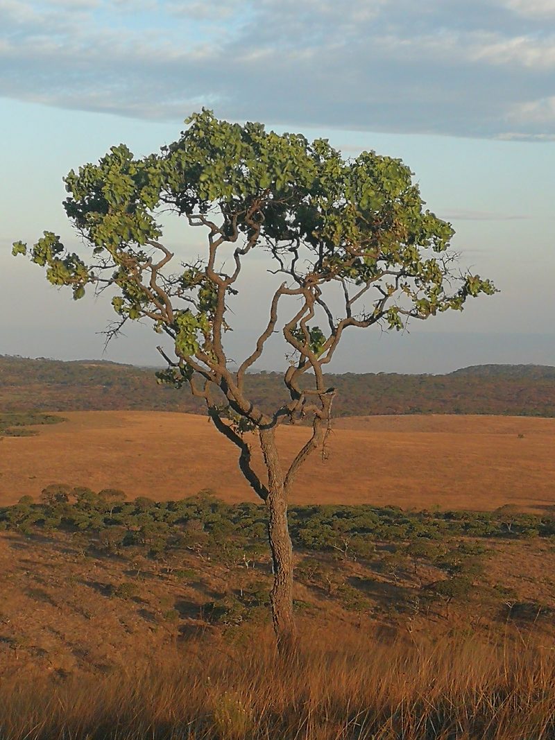 A lone tree at dawn on the savanna of Upemba National Park, DR Congo