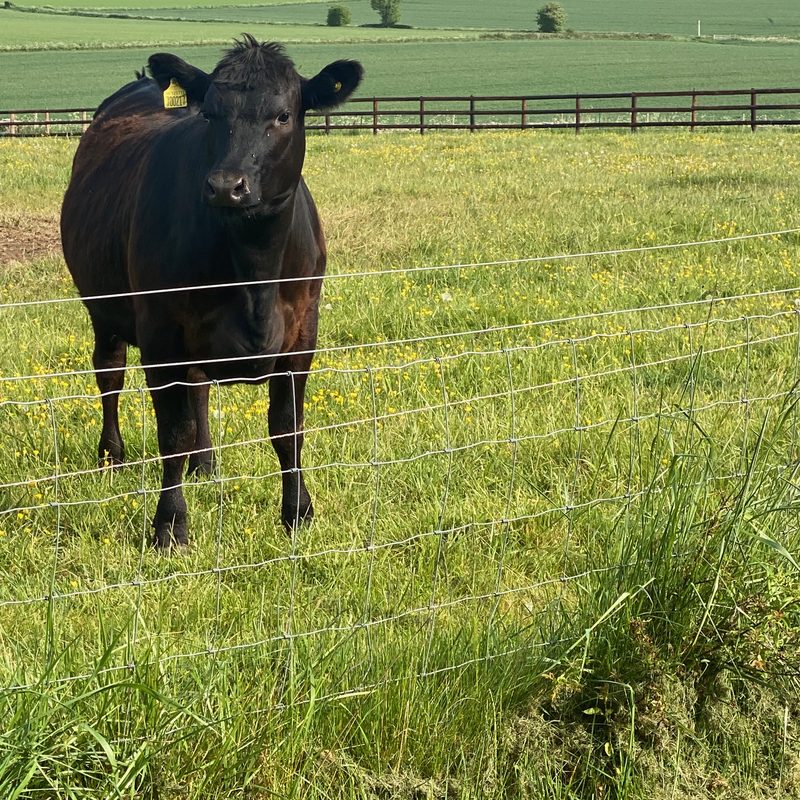 An Aberdeen Angus in the field, with the Cotswold landscape beyond