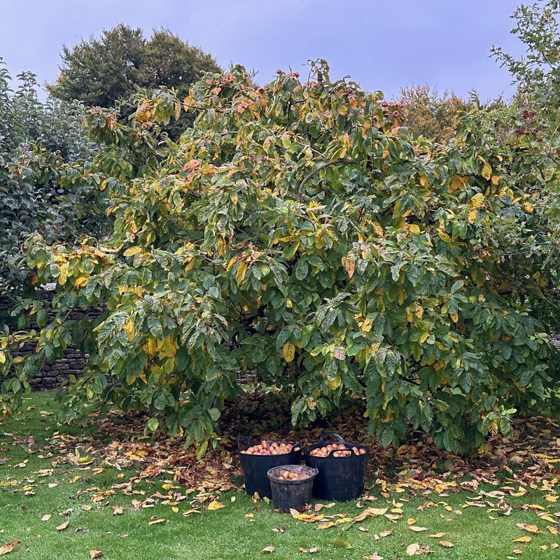 The medlar tree with baskets of harvested fruit beneath