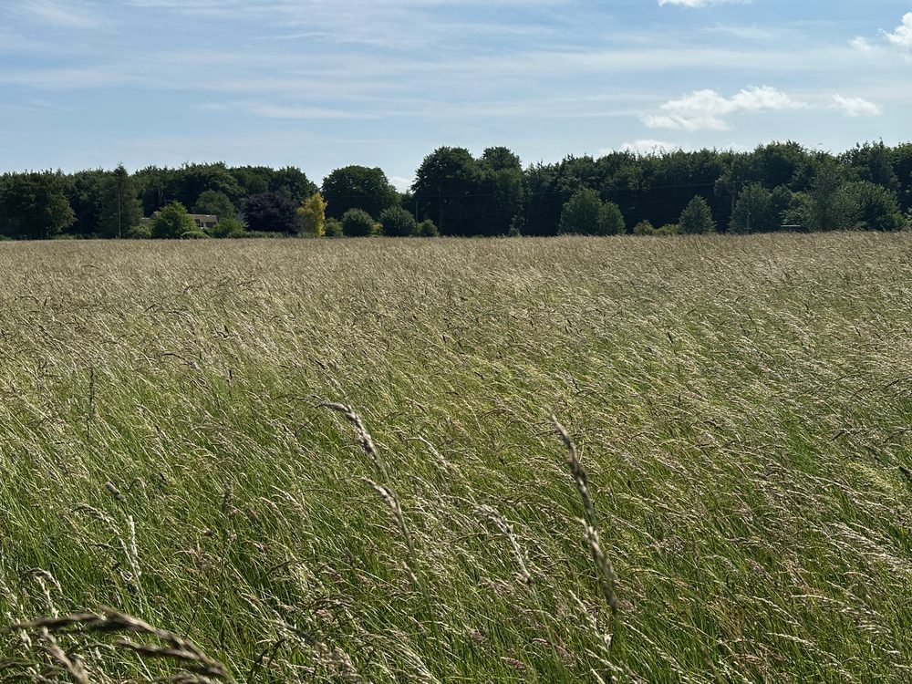 The hay meadow in full tall grass before cutting