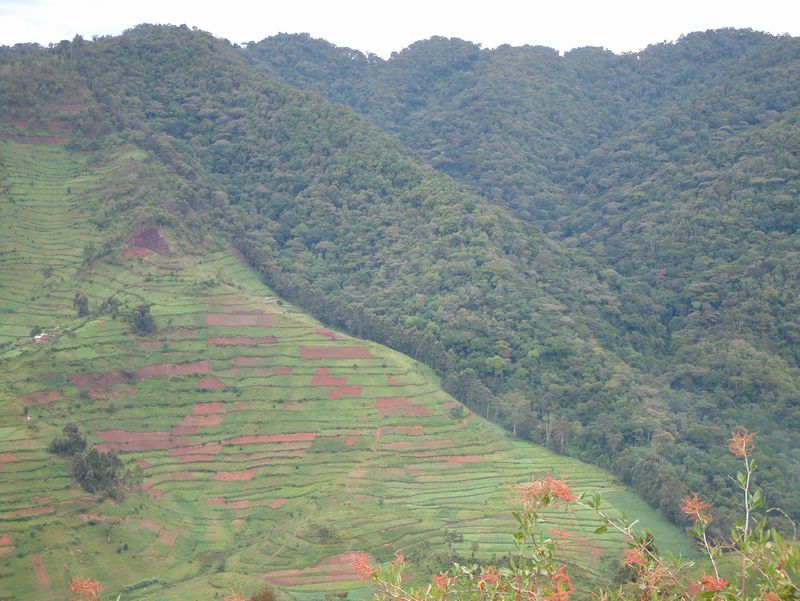 The forest boundary at Bwindi, Uganda, where farmland meets protected forest