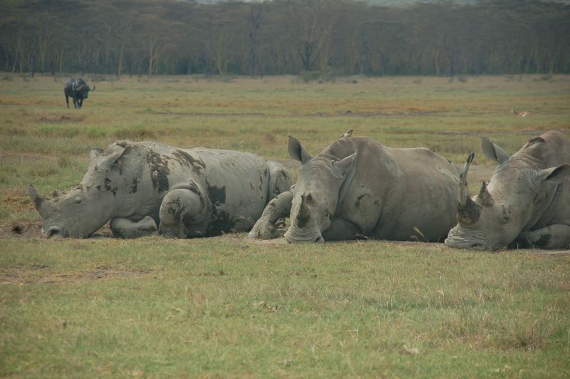 White rhinos at Lake Nakuru National Park, Kenya